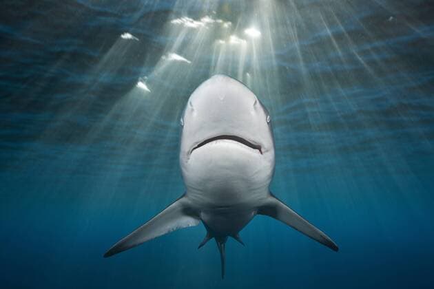 Schwarzspitzenhai, Carcharhinus limbatus, Indischer Ozean, Wild Coast, Suedafrika Blacktip Shark, Carcharhinus limbatus, Indian Ocean, Wild Coast, South Africa Schwarzspitzenhai, Suedafrika 