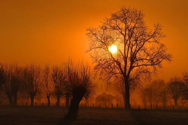 Lichtimpressionen Europa; Deutschland; Niederrhein; Sonnenaufgang; Wiese; Feld; Felder; Baum; Baeume; Weide, Weiden; Kopfweiden; Gegenlicht, Silhouetten; Stimmung; Landschaft, romantisch; romantische; Stimmung, Jahreszeiten; Herbst; - McPHOTO