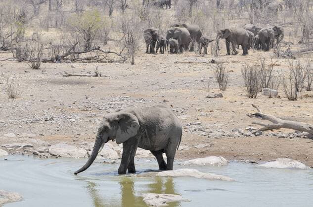 IMAGO Nature: Unsere Erde, Klimawandel, Dürren Afrikanischer Elefant (Loxodonta africana) am Moringa-Wasserloch, hinten Elefantenherde, Halali, Etosha-Nationalpark, Kunene, Namibia, Afrika iblesp03104677.jpg