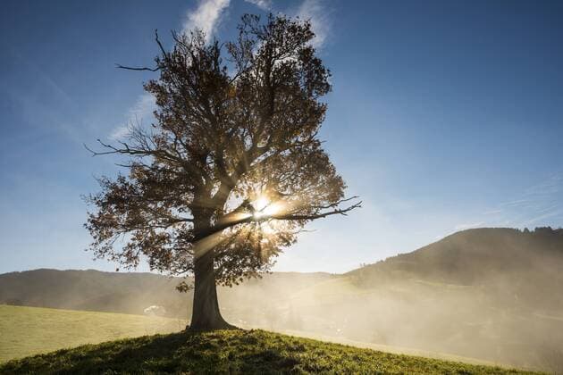 Lichtimpressionen Herbstlich verfärbte Eiche (Quercus) mit Nebel, nahe Freiburg im Breisgau, Schwarzwald, Baden-Württemberg, Deutschland, Europa ibldjs02462928.jpg