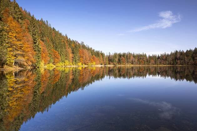 Herbstwald am Feldsee mit Spiegelung, Feldberg, Schwarzwald, Baden-Württemberg, Deutschland, Europa ibxsta02450029.jpg