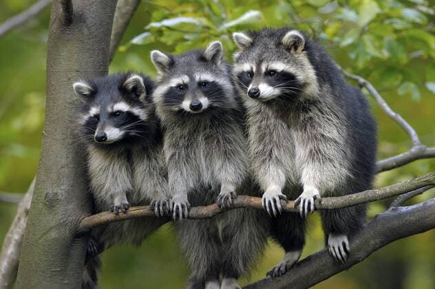 Waschbaer (Procyon lotor), drei Waschbaeren sitzen nebeneinander auf einem Ast, Deutschland common raccoon (Procyon lotor), three raccoons sitting next to each other on a branch, Germany BLWS334943
