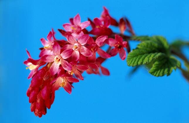 Blut-Johannisbeere, Blutjohannisbeere, Zier-Johannisbeere, Zierjohannisbeere (Ribes sanguineum) blood currant, red-flower currant, red-flowering currant (Ribes sanguineum) BLW033914