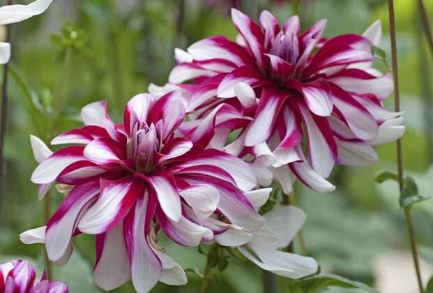 IMAGO Nature: Unsere Erde, Pflanzen, Gestreifte Pflanzen Dahlie (Dahlia André , Dahlia André), Sorte André georgina (Dahlia André , Dahlia André), cultivar André BLWS335807
