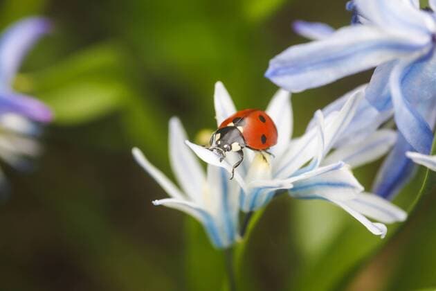 Siebenpunkt-Marienkäfer (Coccinella septempunctata) im Garten ibxaja03163165.jpg