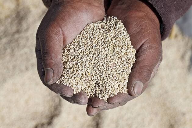 IMAGO Nature: Unsere Erde, Klimawandel, Ernährung, Pflanzen der Zukunft, Quinoa Ernte von fairtrade-gesiegelter Quinoa in Bolivien (Foto: 23.05.2012). Quinoa ist eine der ältesten Kulturpflanzen der Menschheit. Sie dient der Andenbevölkerung seit 6000 Jahren als Grundnahrungsmittel. Das kleine Andenkorn wächst in Höhen über 3500 Metern und erfreut sich in westlichen Industrieländern wachsender Beliebtheit. Es enthält nämlich stimmungsaufhellendes Tryptophan, ist glutenfrei und verfügt über einen überdurchschnittlichen, ausgewogenen Nährstoffgehalt. In Bolivien produziert die Kooperative ANAPQUI fairtrade-gesiegelte Qunioa und verkauft sie direkt an Fair-Handels-Partner in Europa. Der Kleinbauern-Zusammenschluss vereint 1260 Quinoa-Produzenten in 157 andinen Dörfern. ANAPQUI exportiert jährlich etwa 3000 Tonnen Quinoa. Am Jahresende erhalten die Kleinbauern eine Dividende. Außerdem fließt der Gewinn in eine Sozialversicherung und Weiterbildungsmaßnahmen. Angeboten we 403231 EDITORIAL USE ONLY