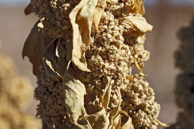 Landwirtschaft, Quinoa Anbau Ernte von fairtrade-gesiegelter Quinoa in Bolivien (Foto vom 22.05.2012). Quinoa ist eine der ältesten Kulturpflanzen der Menschheit. Sie dient der Andenbevölkerung seit 6000 Jahren als Grundnahrungsmittel. Das kleine Andenkorn wächst in Höhen über 3500 Metern und erfreut sich in westlichen Industrieländern wachsender Beliebtheit. Es enthält nämlich stimmungsaufhellendes Tryptophan, ist glutenfrei und verfügt über einen überdurchschnittlichen, ausgewogenen Nährstoffgehalt. In Bolivien produziert die Kooperative ANAPQUI fairtrade-gesiegelte Qunioa und verkauft sie direkt an Fair-Handels-Partner in Europa. Der Kleinbauern-Zusammenschluss vereint 1260 Quinoa-Produzenten in 157 andinen Dörfern. ANAPQUI exportiert jährlich etwa 3000 Tonnen Quinoa. Am Jahresende erhalten die Kleinbauern eine Dividende. Außerdem fließt der Gewinn in eine Sozialversicherung und Weiterbildungsmaßnahmen. Angeboten 403241 EDITORIAL USE ONLY