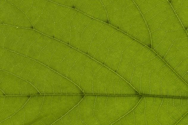 Blattstruktur einer Sommerlinde (Tilia platyphyllos) im Durchlicht, Detail iblcag03242052.jpg