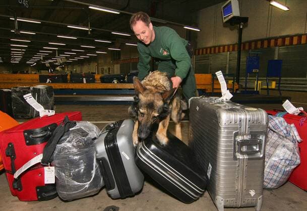 Hundeführer Tobias Groß kontrolliert am 07.03.2011 mit Spürhund Amy am Flughafen Frankfurt Koffer aus einer Maschine aus Amerika. Der Schäferhund ist einer der beiden Artenschutz-Spürhunde am Flughafen Frankfurt am Main. Im Jahr 2009 deckte der Flughafen-Zoll durchschnittlich zweimal am Tag die illegale Einfuhr geschützter Tiere und Pflanzen auf, darunter über 3.000 lebende Tiere und über 2.600 lebende Pflanzen. Artenschutz-Spürhunde sind dem illegalen Handel mit bedrohten Tieren und Pflanzen auf der Spur, den Schmugglern von Schildkröteneiern, Krokodilledertaschen oder Elfenbein. An den Flughäfen Frankfurt, Hamburg, Nürnberg und Bremen sind tierische Ermittler im Dienste des Artenschutzes im Einsatz - sie gehören zu den wenigen Vorreitern in Europa. Neben Drogen und Waffen werden auch bedrohte Arten im großen Stil geschmuggelt. Interpol schätzt, dass auf dem Schwarzmarkt jährlich Tiere 360352 EDITORIAL USE ONLY