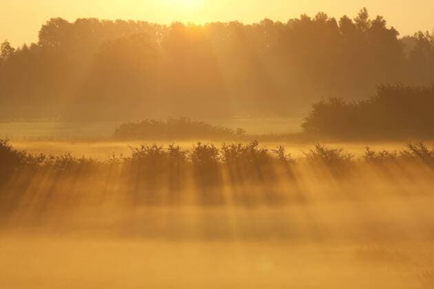 Lichtimpressionen nebelige Feldlandschaft in der Morgensonne, Niederlande, Kekerdom foggy field landscape at sunrise, Netherlands, Kekerdom BLWS336508