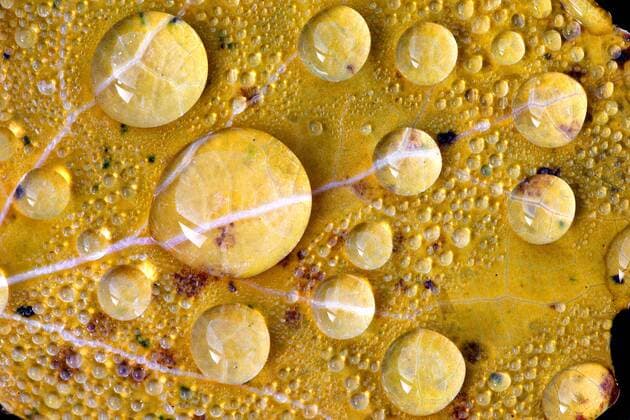 Tautropfen auf einem Blatt, Belgien dew drops on a leaf, Belgium BLWS336567