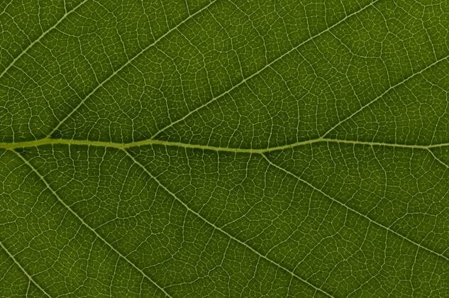  Blattstruktur einer Moorbirke (Betula pubescens), Detail iblcag03321432.jpg