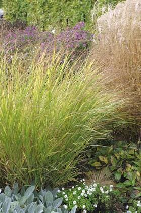 Purpur-Rutenhirse, Purpurrutenhirse (Panicum virgatum Shenandoah , Panicum virgatum Shenandoah), Sorte Shenandoah old switch panic grass (Panicum virgatum Shenandoah , Panicum virgatum Shenandoah), cultivar Shenandoah BLWS337730