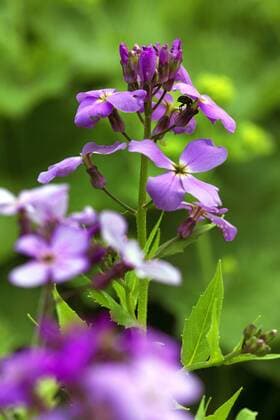 Gemeine Nachtviole (Hesperis matronalis), Bluetenstand, Deutschland dame s-rocket, dame s-violet, garden rocket, Dame s rocket (Hesperis matronalis), inflorescence, Germany BLWS337780