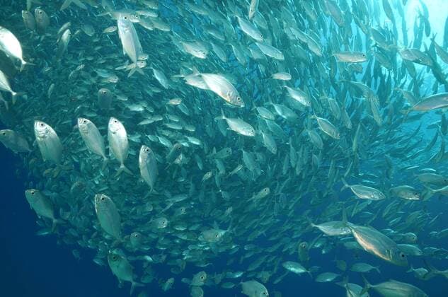 Makrelen - mackerel  1038801890