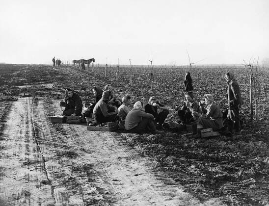 Land Army Girls stop work for a few minutes to warm themselves up with tea a necessity on these cold and frosty mornings . 7th February 1949 UnitedArchives00141881 