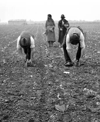 Swanley Horticultural College . Commercial planting cabbages . 1930 s UnitedArchives00418026 