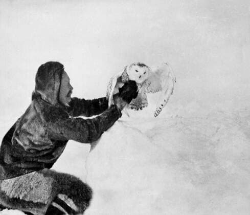 PEARY, Rear-Admiral Robert Edwin (1856-1920). ... Photo shows Commander Peary with a snowy owl near Cape Sheridan, Tarnung, tarnen, getarnt  UnitedArchives01010318