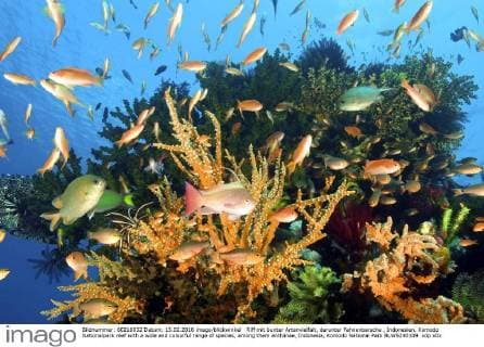 Riff mit bunter Artenvielfalt, darunter Fahnenbarsche , Indonesien, Komodo Nationalpark reef with a wide and colourful range of species, among them anthiinae, Indonesia, Komodo National Park BLWS240109