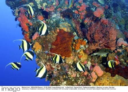 Halfterfisch, Maskenfisch, Maskenwimpelfisch (Zanclus cornutus, Zanclus canescens, Chaetodon canescens), Schwarm an einem Riff mit bunter Artenvielfalt, Indonesien, Komodo Nationalpark Moorish idol (Zanclus cornutus, Zanclus canescens, Chaetodon canescens), school at a reef with a wide and colourful range of species, Indonesia, Komodo National Park BLWS240121