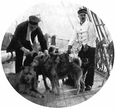 Dogs which reached the South Pole with Amundsen aboard the farm.  UnitedArchives01161138
