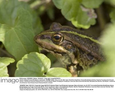 Kleiner Wasserfrosch (Pelophylax lessonae) - McPNBT