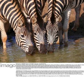 Drei Burchells Zebras trinken Kopf an Kopf am Wasserloch, Potraits, Nahaufnahme, Mkuze Game Reserve, Südafrika - McPNBT