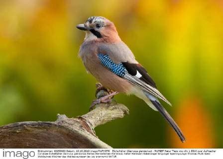 EIchelhäher (Garrulus glandarius) - McPNBT