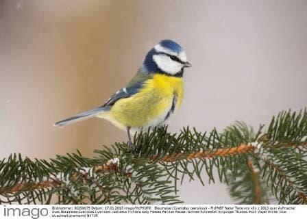 Blaumeise (Cyanistes caeruleus) - McPNBT