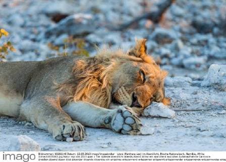 Löwe (Panthera Leo) im Abendlicht, Etosha-Nationalpark, Namibia, Afrika iblmac03575383.jpg