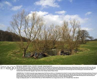  Alte Weiden (Salix) an einem Toteiskessel, auch Söll oder Soll genannt, bei Othenstorf, Mecklenburg-Vorpommern, Deutschland, Europa ibxmzc03332305.jpg