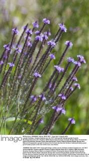Lanzen-Verbene, Verbena hastata