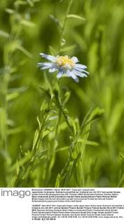Japan-Aster, Schönaster, Kalimeris pinnatifida var. hortensis