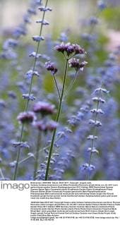 Verbene (Verbena bonariensis) und Silber-Perowskie (Perovskia atriplicifolia)