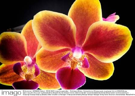 Orchideen-Blüten, Malaienblume (Phalaenopsis stuartiana) iblrmm03642548.jpg
