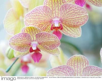 Orchid flowers  (ntmb001724)