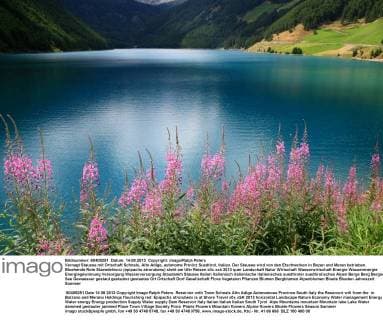 Vernagt Stausee mit Ortschaft Schnals, Alto Adige, autonome Provinz Suedtirol, Italien. Der Stausee wird von den Etschwerken in Bozen und Meran betrieben. Bluehende Rote Staendelwurz (epipactis atrorubens) steht am Ufer