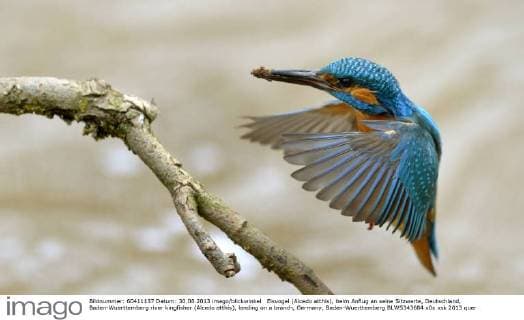 Eisvogel (Alcedo atthis), beim Anflug an seine Sitzwarte, Deutschland, Baden-Wuerttemberg river kingfisher (Alcedo atthis), landing on a branch, Germany, Baden-Wuerttemberg BLWS343684