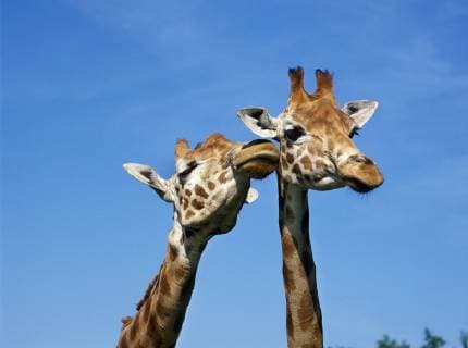 Rothschild s Giraffe, giraffa camelopardalis rothschildi