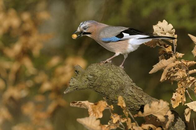 Eichelhaeher (Garrulus glandarius), auf Baumstumpf mit Eichel im Schnabel, Deutschland, Bayern jay (Garrulus glandarius), on a snag with an acorn in the bill, Germany, Bavaria BLWS345971