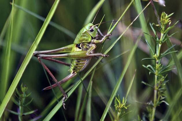 Warzenbeisser (Decticus verrucivorus), Weibchen sitzt an einem Grashalm, Deutschland, Bayern wart-biter, wart-biter bushcricket (Decticus verrucivorus), female sitting at blades of grass, Germany, Bavaria BLWS312279