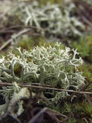 Becherflecht, C. rangiformis (Cladonia rangiformis), auf Sanduene wachsend, Deutschland, Niedersachsen, NSG Elbtalduenen cup lichen (Cladonia rangiformis), growing on sand dunes, Germany, Lower Saxony, NSG Elbtalduenen BLWS180785