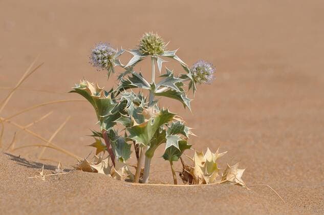  Stranddistel (Eryngium maritimum), Kreta, Griechenland, Europa ibxikn03567743.jpg