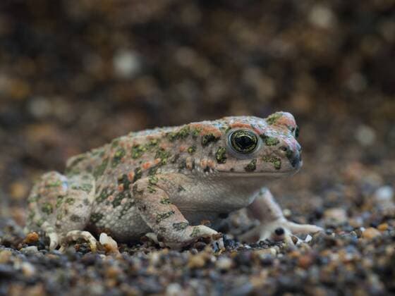  Wechselkröte (Bufo viridis), Lesbos, Nördliche Ägäis, Griechenland, Europa iblhje03745863.jpg