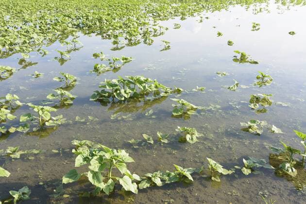 durch Hochwasser der March überschwemmtes Feld mit aufwachsenden Sonnenblumen im Marchfeld in Engelhartstetten, Österreich, Niederösterreich, Donau