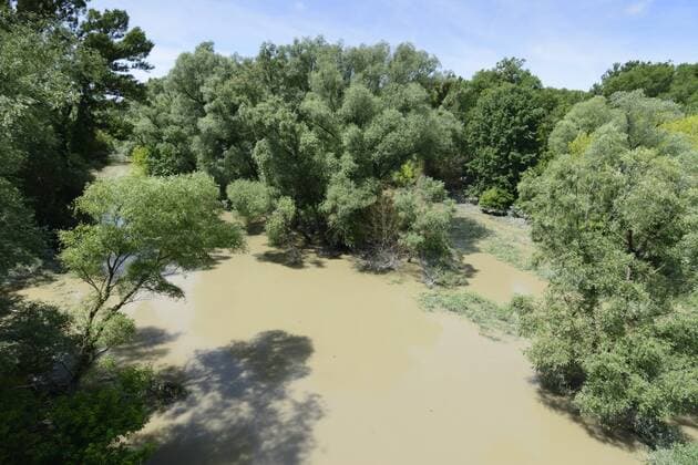 Altarm der Donau im Nationalpark Donauauen bei Hochwasser in Hainburg an der Donau, Österreich, Niederösterreich, Donau