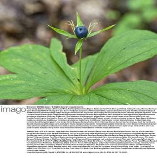 Vierblaettrige Einbeere, Einbeere (Paris quadrifolia), fruchtend, Deutschland, Bayern, Oberbayern Herb Paris (Paris quadrifolia), fruiting, Germany, Bavaria, Oberbayern, Upper Bavaria BLWS348246