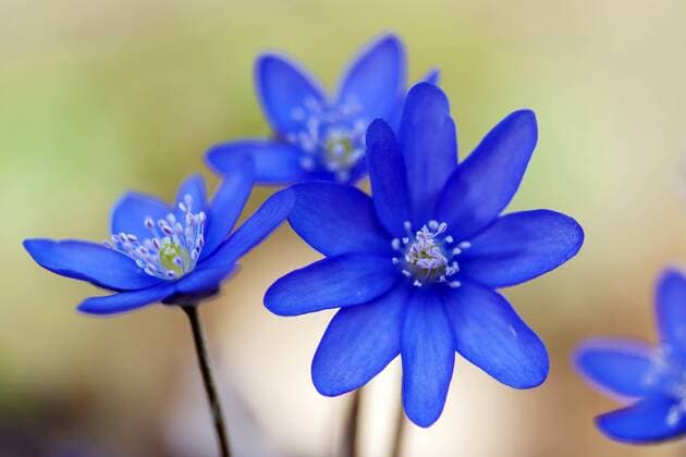 Dreilappiges Leberbluemchen, Leberbluemchen (Hepatica nobilis, Anemone hepatica), Blueten, Blume des Jahres 2013, Deutschland Hepatica liverleaf, American liverwort (Hepatica nobilis, Anemone hepatica), blooming, Germany BLWS350268