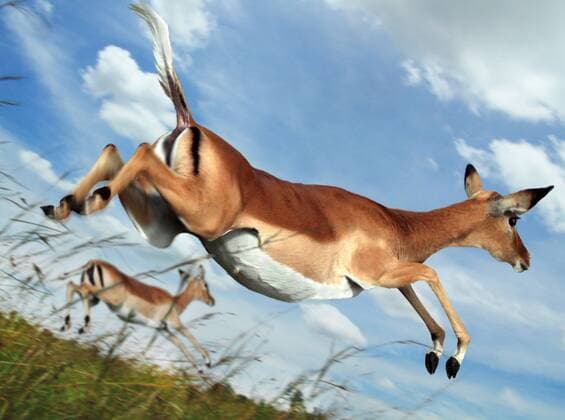 Impalas oder Schwarzfersenantilopen (Aepyceros melampus) im Sprung, Masai Mara, Serengeti, Provinz Rift Valley, Kenia, Afrika iblhsc03698336.jpg