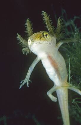 IMAGO Nature: Unsere Erde: Tierwelt: Hässliche Tiere Teichmolch, Teich-Molch, Streifenmolch, Streifen-Molch (Triturus vulgaris, Lissotriton vulgaris ), Teichmolch-Larve, Deutschland smooth newt (Triturus vulgaris, Lissotriton vulgaris ), larva, Germany BLWS351177